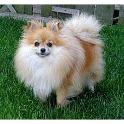 pomeranian